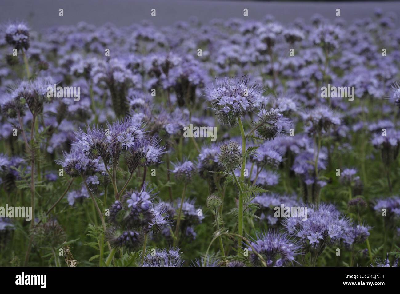 Denholm, UK. 15th July, 2023. Farm crop, Phacelia, carpet the fields near to Denholm in the Scottish Borders. The crop used as a soil improving green manure. An annual species. Phacelia is effective at preventing nitrogen leaching and suppressing weeds, due to its fast establishment. Although not known as a deep rooted species, its dense zone of shallow roots are very good at conditioning the top 3-4cm of soil. Credit: Rob Gray/Alamy Live News Stock Photo
