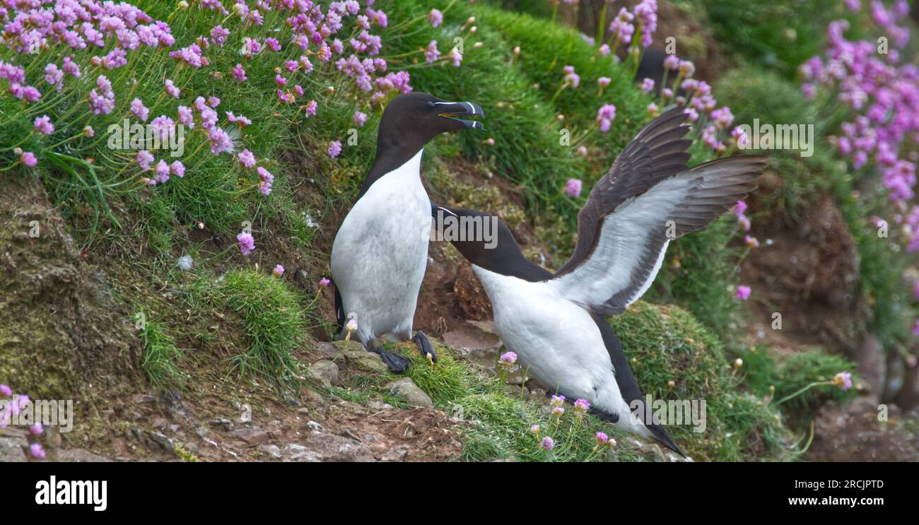 Female razorbill hi-res stock photography and images - Alamy