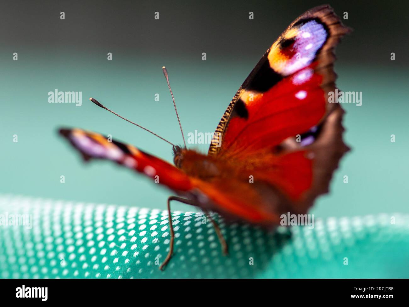 Windsor, Berkshire, UK. 15th July, 2023. An Inachis io, Peacock Butterfly rests on a garden swing seat. Peacock Butterflys often flash their eye spots on their wings to scare away predators. Butterfly Conservation are calling on people across the UK to take part in this year’s Big Butterfly Count that started yesterday and runs until 6th August to help scientists understand the impact of climate change on our most-loved butterflies. Last year’s record temperatures, heatwave and drought caused some of the plants that caterpillars feed on to wither and die. To help scientists discover what the o Stock Photo