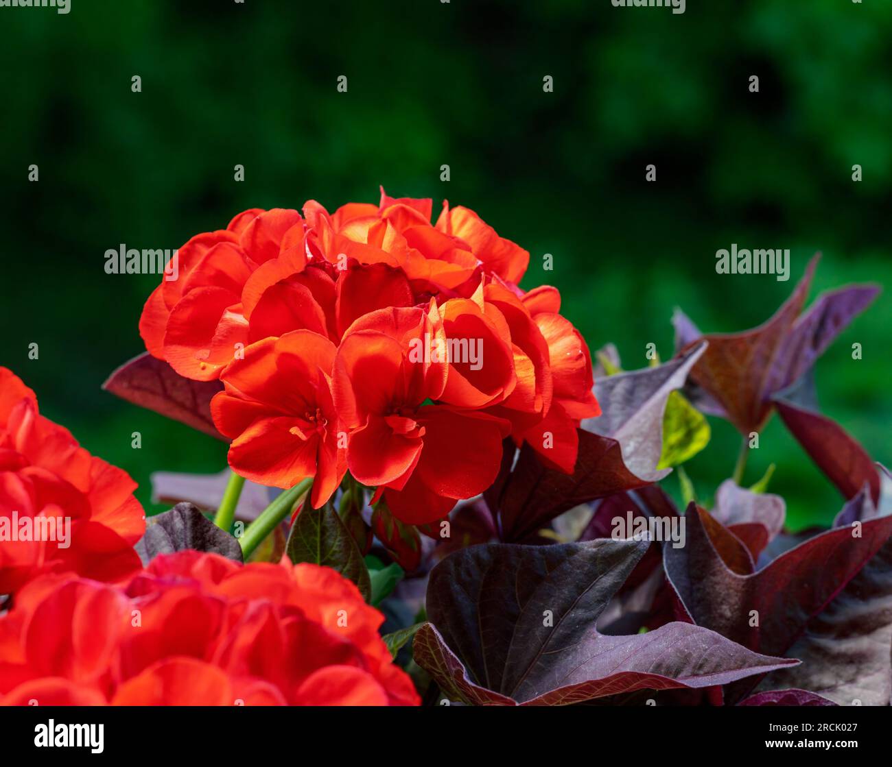 Closeup of red flowering geranium flowers Stock Photo