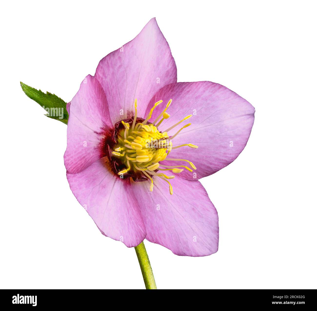 Macro of an isolated lenten rose blossom Stock Photo