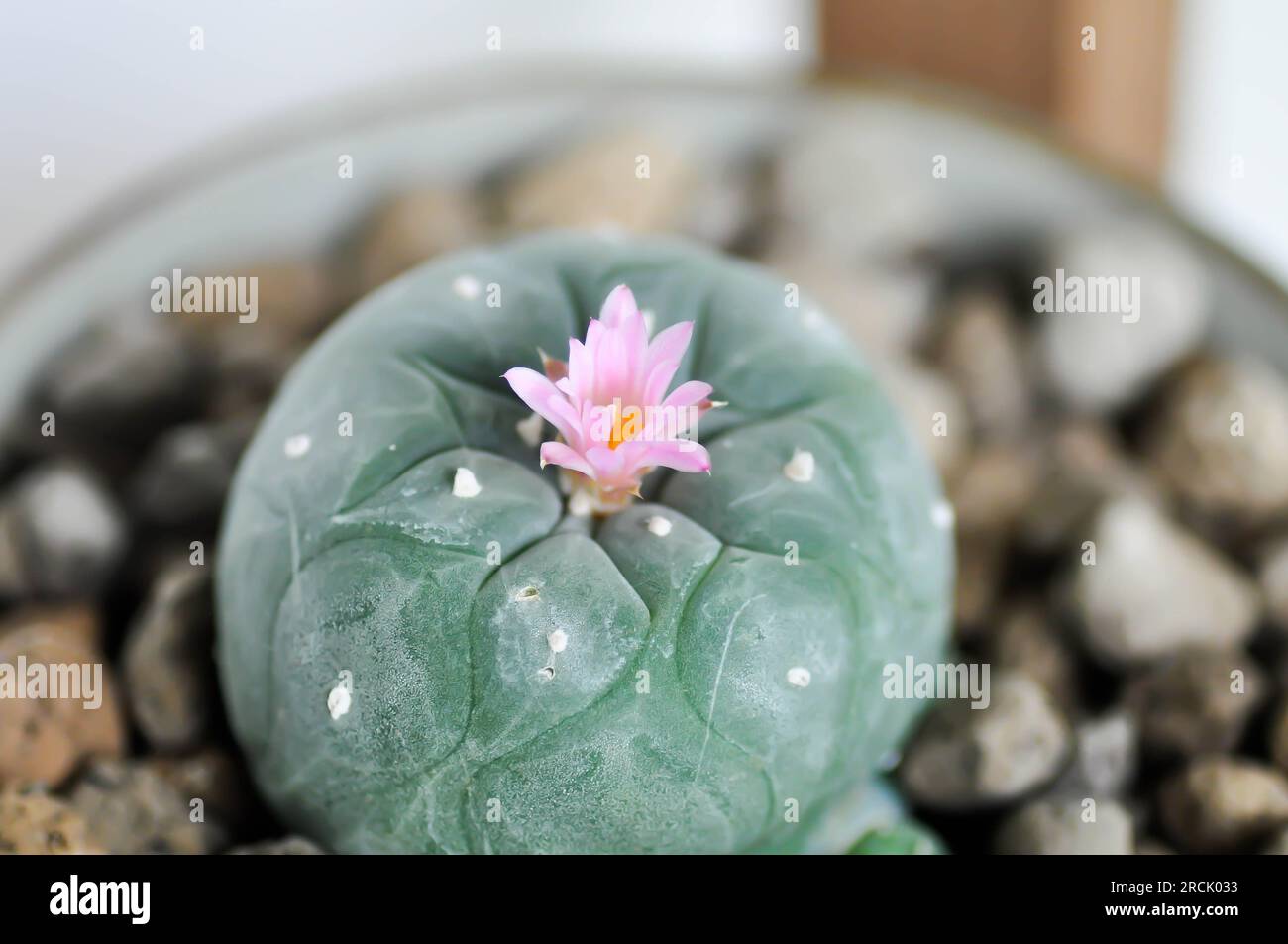 Lophophora fricii or Peyote cactus or Lophophora williamsii , Peyote Lophophora williamsii or cactus with flower or cactus flower Stock Photo