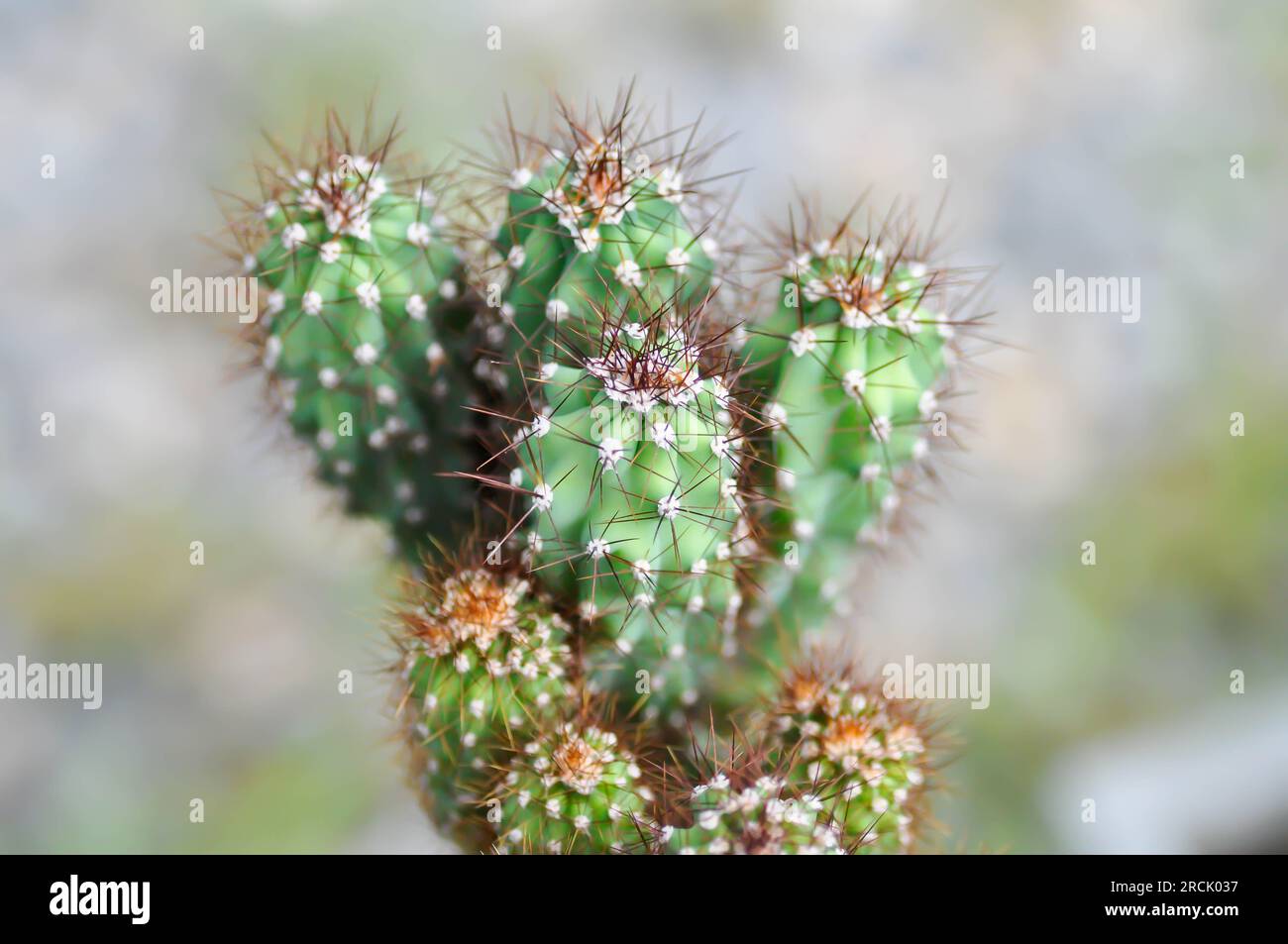 cactus , ERIOCEREUS Harrisia jusbertii or cactus or Fairytale castle or Cereus peruvianus or succulent Stock Photo