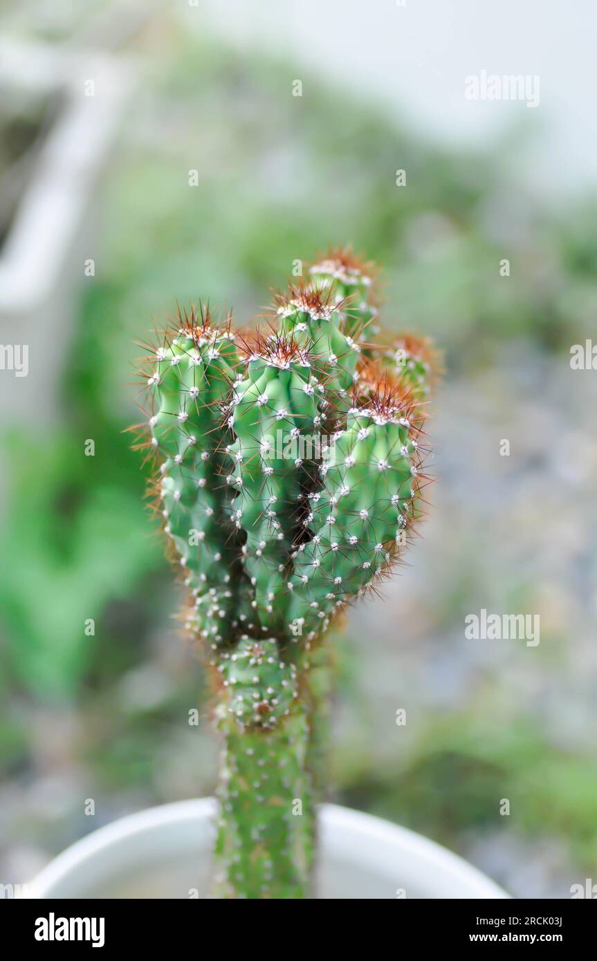cactus , ERIOCEREUS Harrisia jusbertii or cactus or Fairytale castle or Cereus peruvianus or succulent Stock Photo