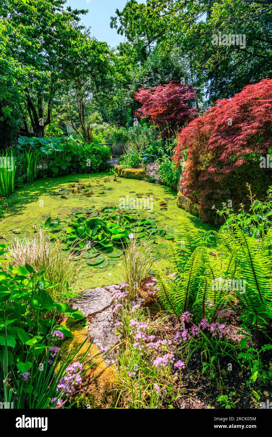 A shady pool garden with ferns and acer trees at Holme Gardens