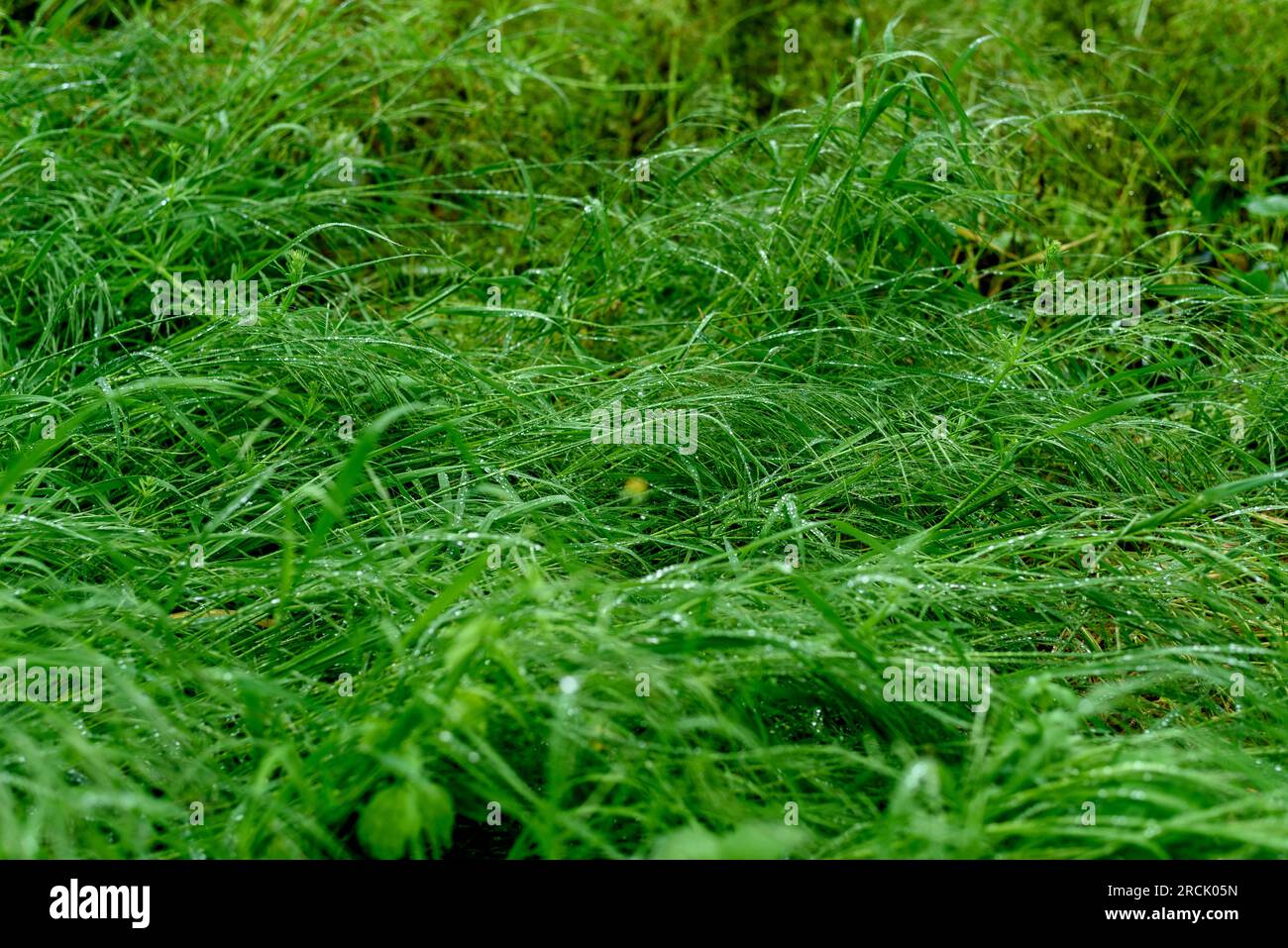 Green grass leafs, flowers and plants with dew drops after raining. Stock Photo