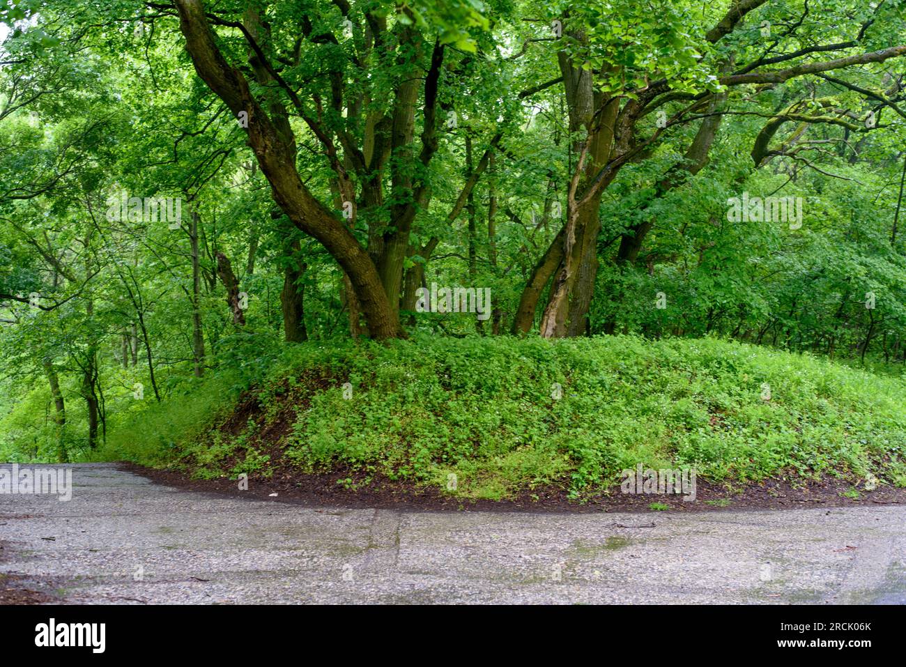 Forest. Landscape. Springtime in forest after raining. With Sustainable and Renewable Energy, Nature is Always Clean, Springtime in forest after raini Stock Photo