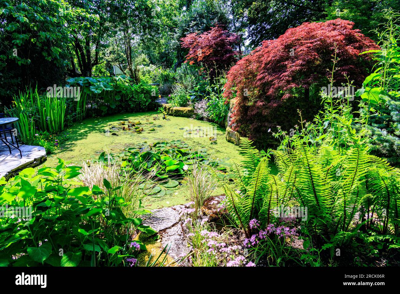 A shady pool garden with ferns and acer trees at Holme Gardens ...