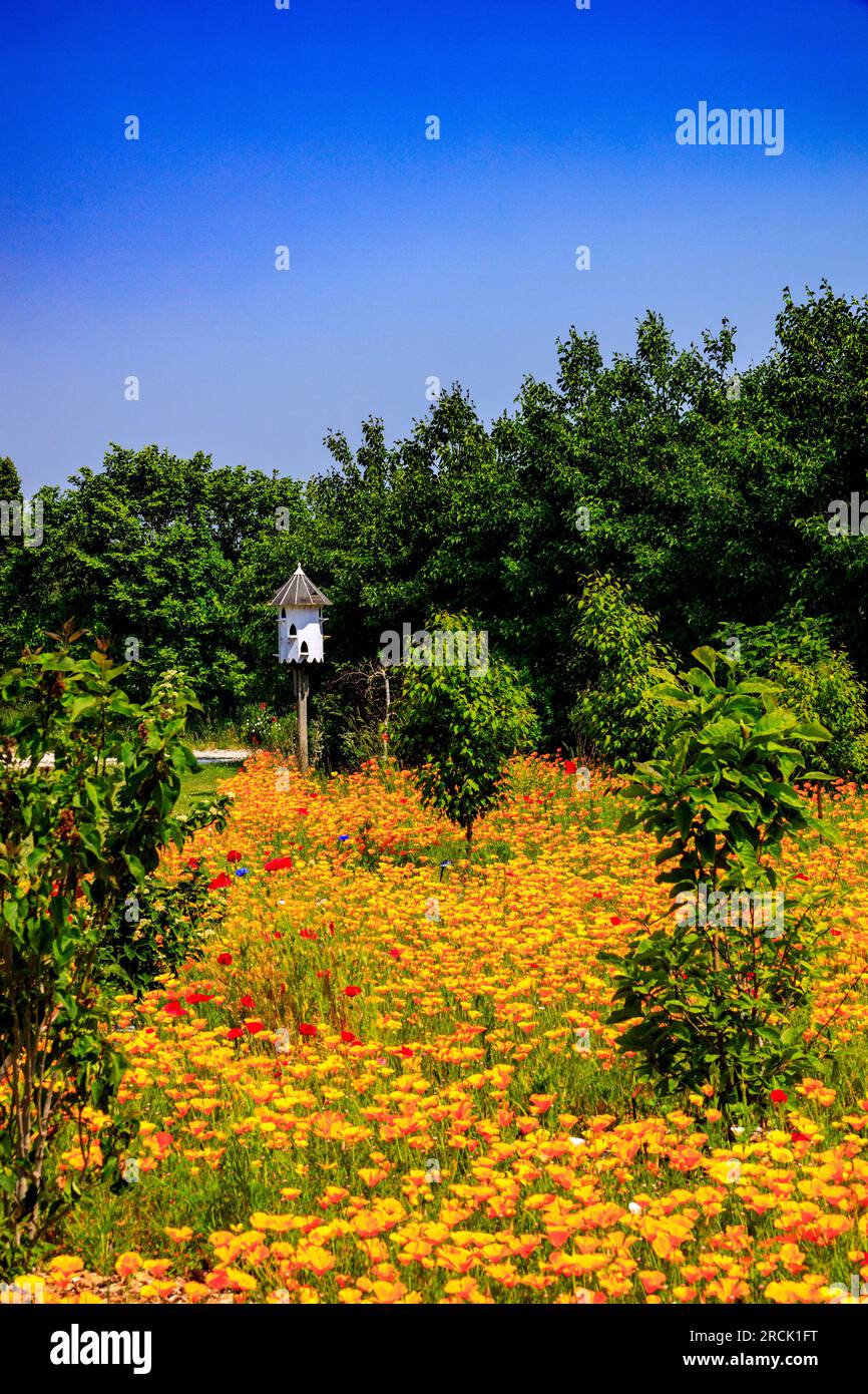 A traditional wooden dovecot rising from an impressive and colourful drift of Californian Poppies at Holme Gardens near Wareham, Dorset, England, UK Stock Photo