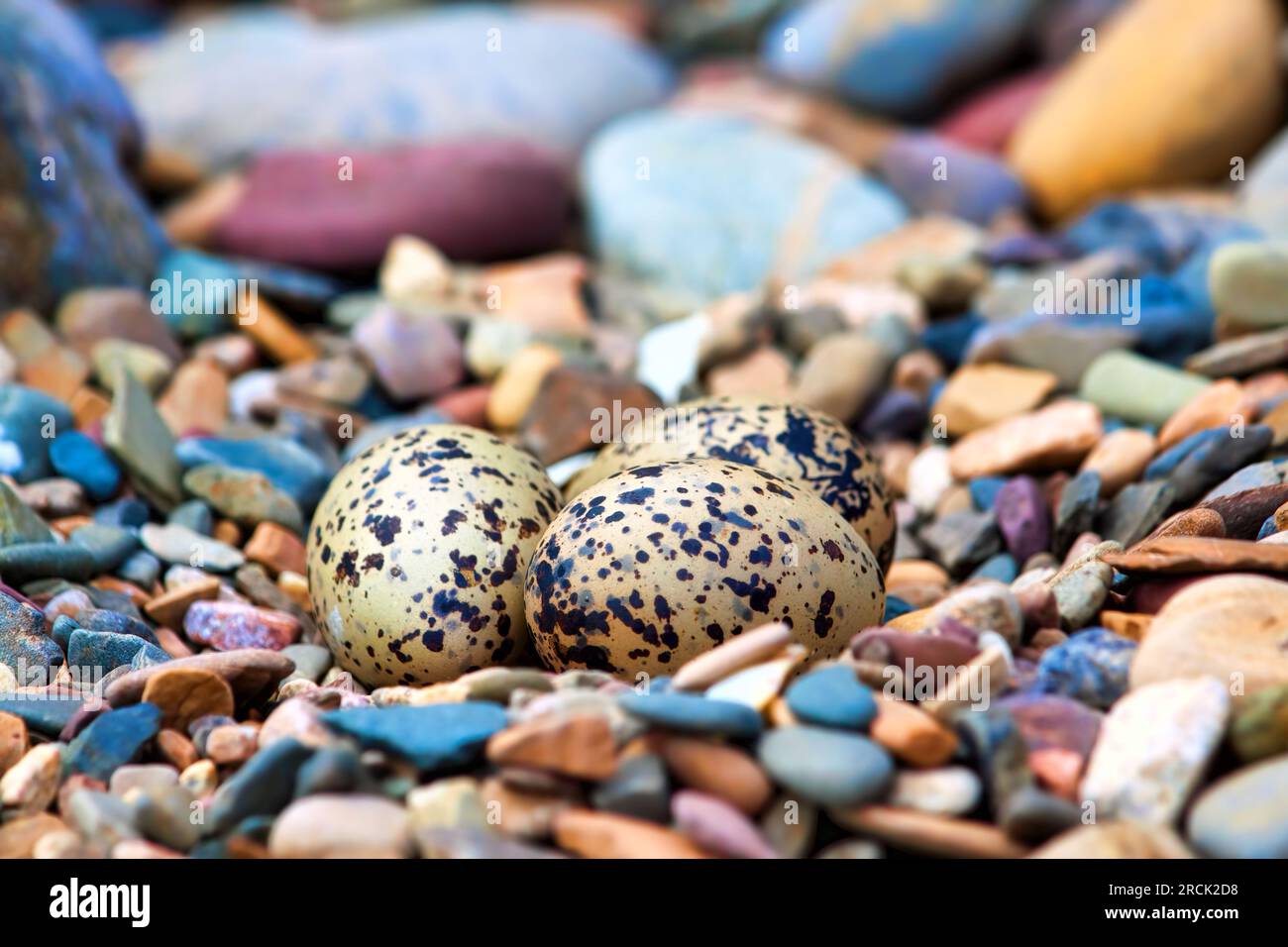 Oyster catcher nest with eggs Stock Photo Alamy