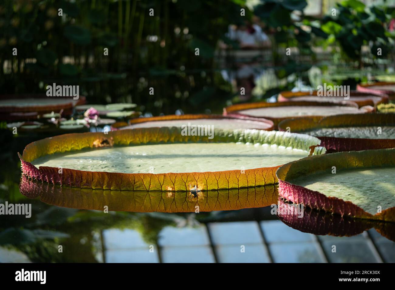 Pond in glasshouse with giant Victoria Amazonica and aquatic plants