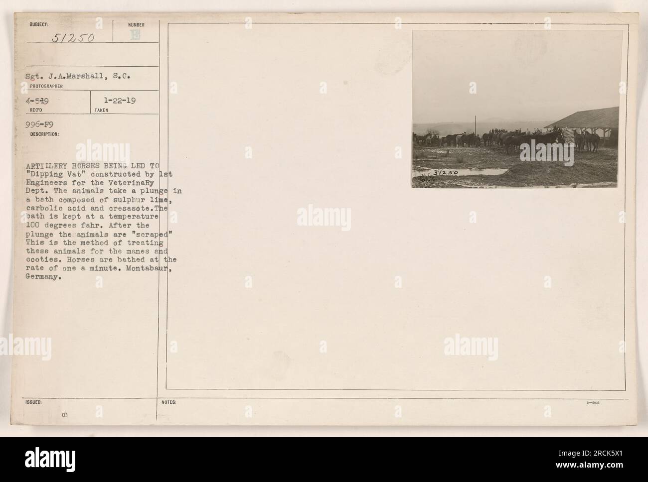 Artillery horses being led to a 'Dipping Vat' constructed by the 1st Engineers for the Veterinary Department. The horses are bathed in a mixture of sulphur lime, carbolie acid, and cresasote kept at a temperature of 100°F. This treatment is for the manes and to address issues related to cooties. The horses are bathed at a rate of one per minute. Montabaur, Germany. Sgt. J.A.Marshall, S.C. PHOTOGRAPHER 996-F9. Stock Photo