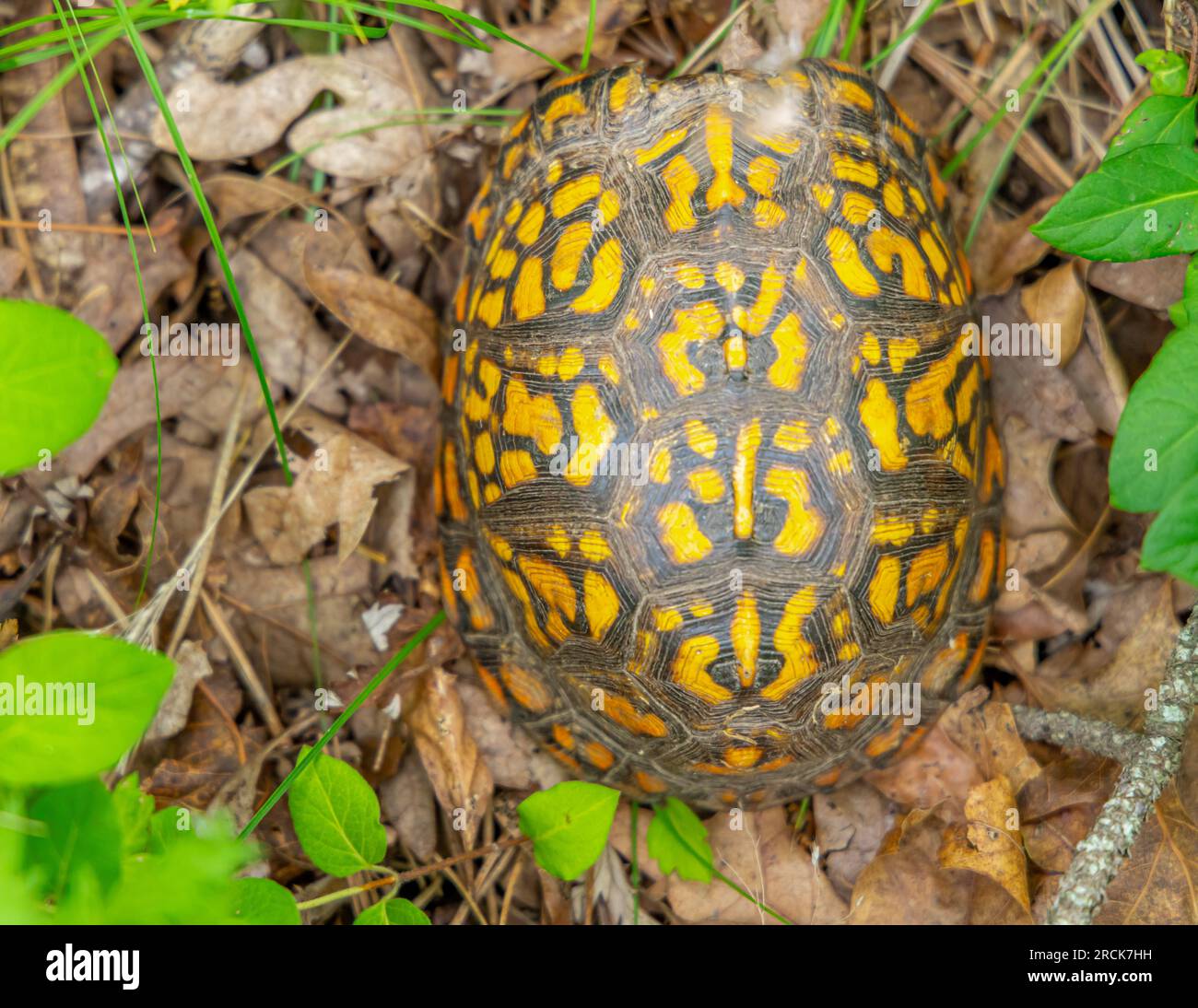 a cute box turtle in the wild Stock Photo