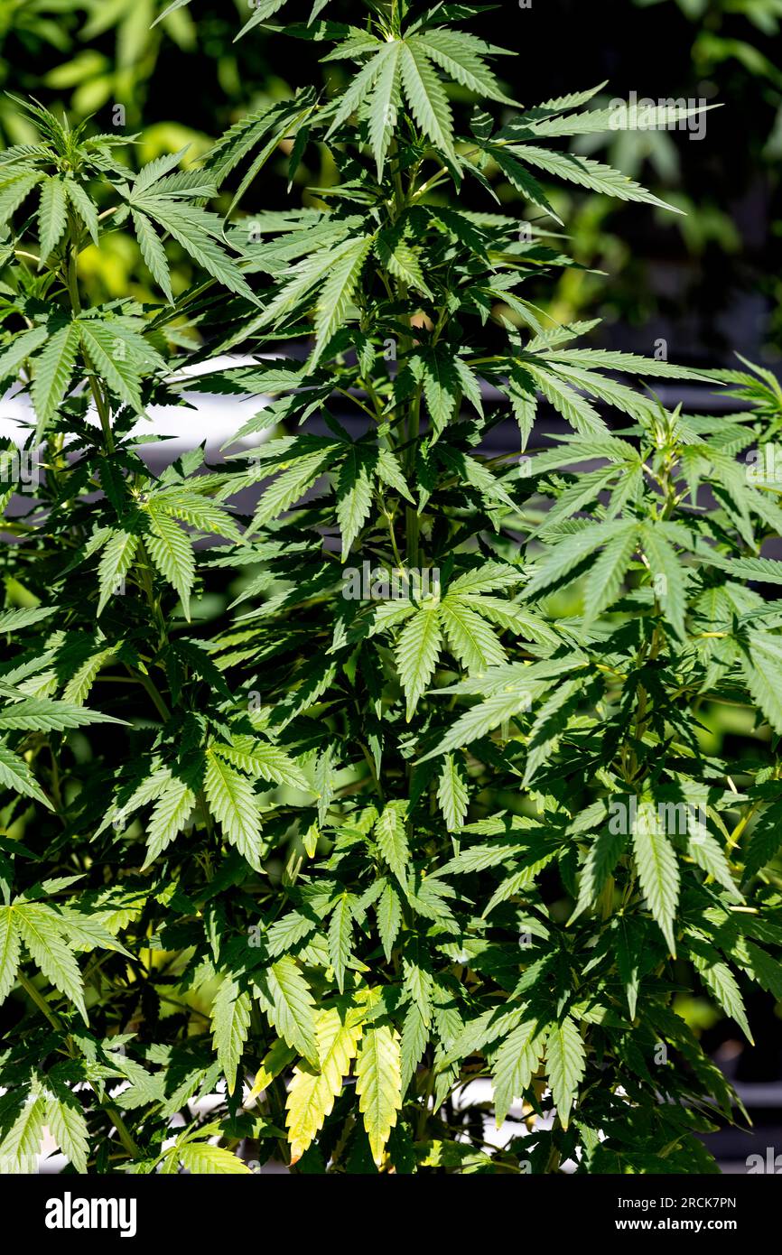Marijuana plants on display for retail sale. Ontario Canada Stock Photo