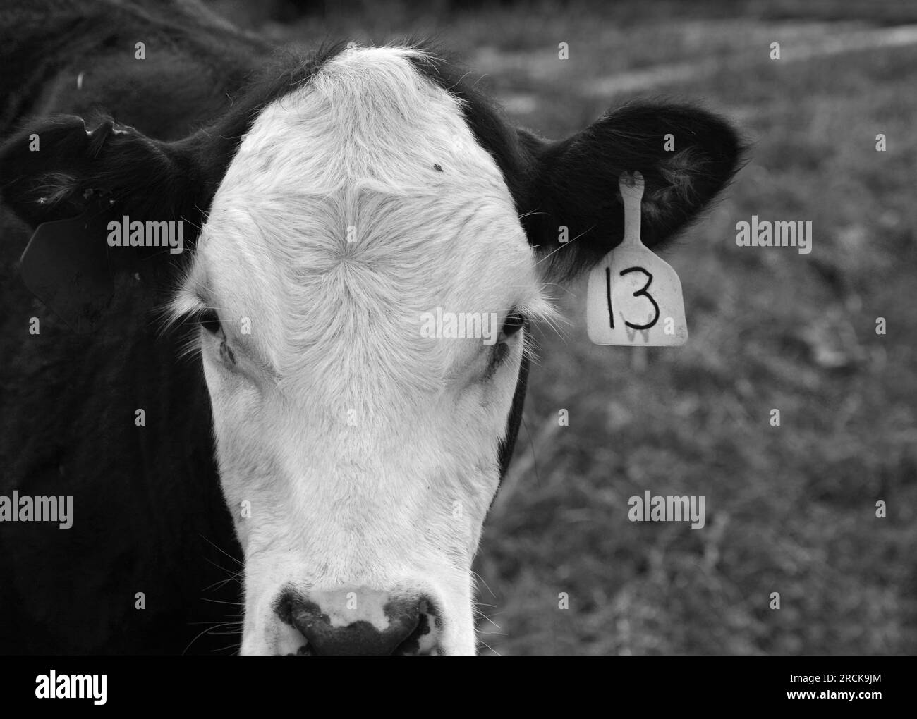 Beef cattle with ear tags on a cattle farm in Abingdon, Virginia Stock