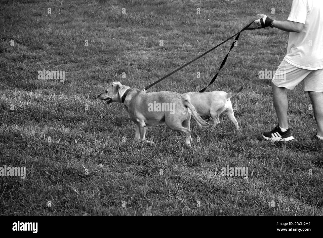 Walkig dogs hires stock photography and images Alamy