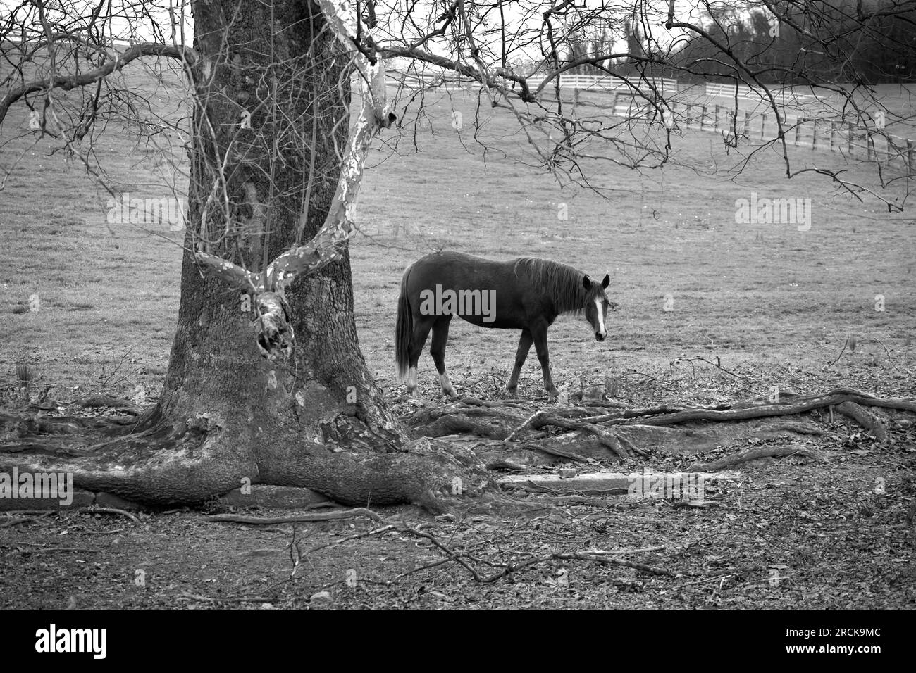 A horse grazes in a pasture on a horse farm in Abingdon, Virginia, USA