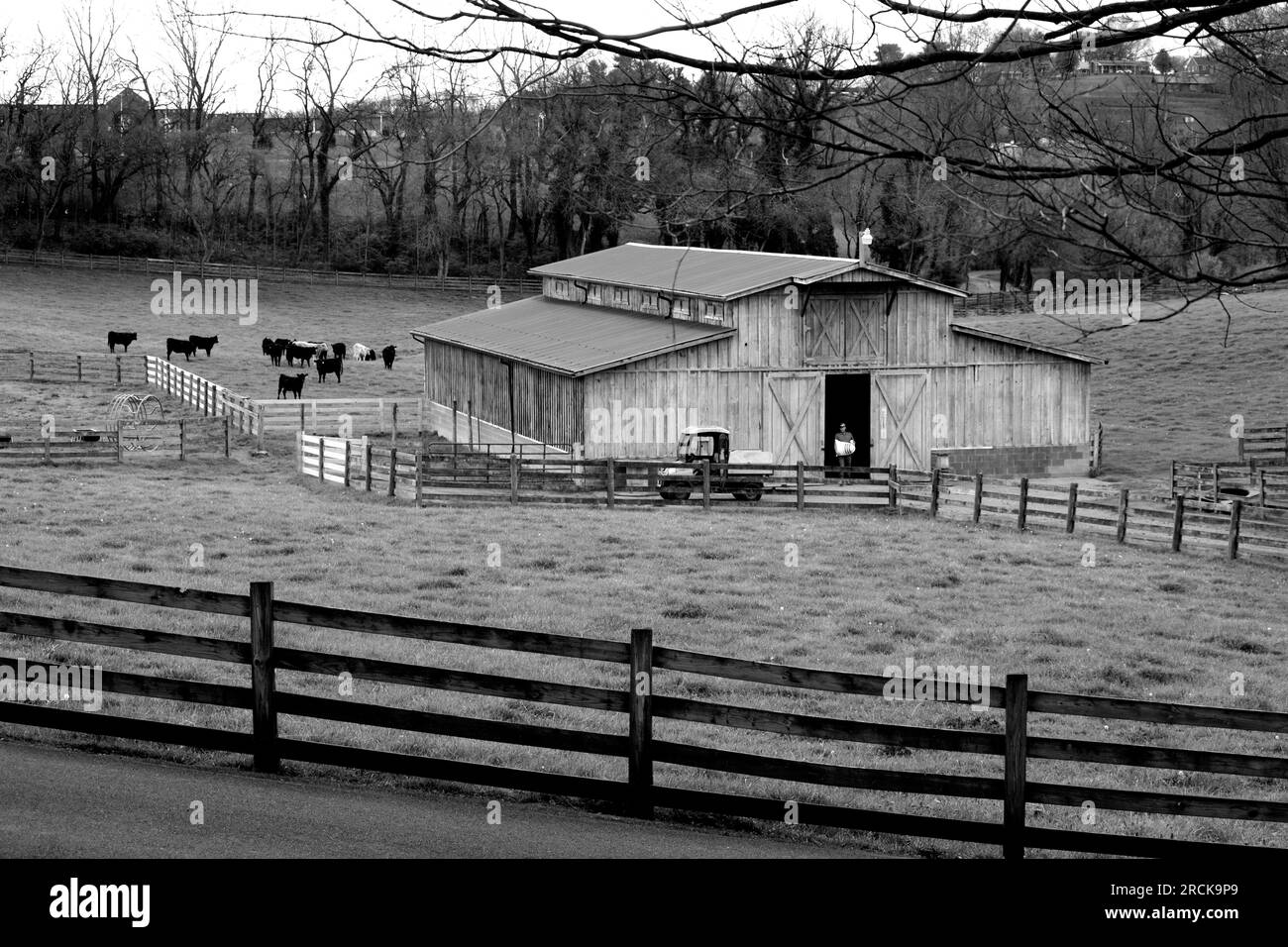 A worker prepares to feed a herd of beef cattle on a farm in Abingdon