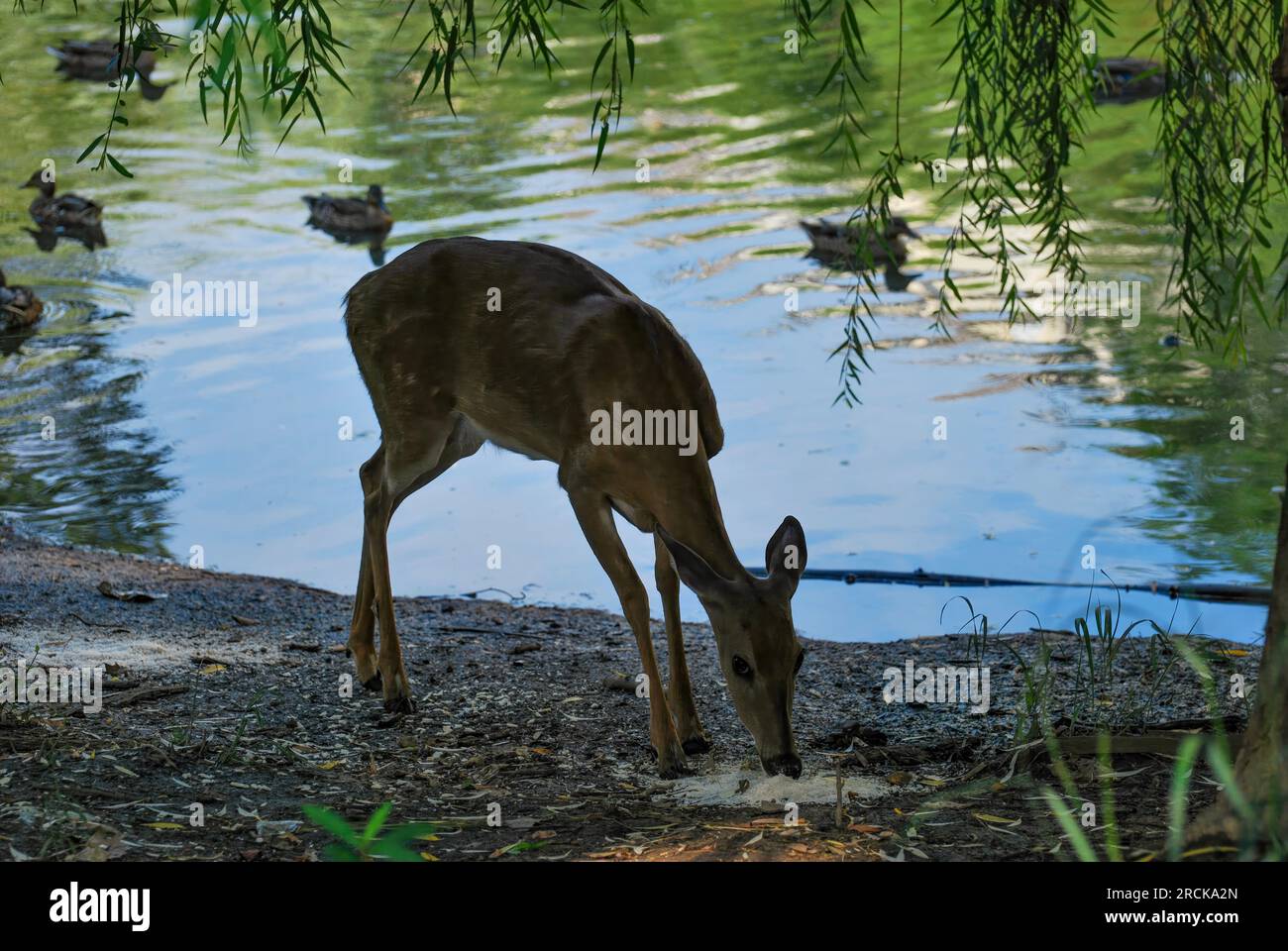 Birds wild animals outdoor leaves wild animals hi-res stock photography ...