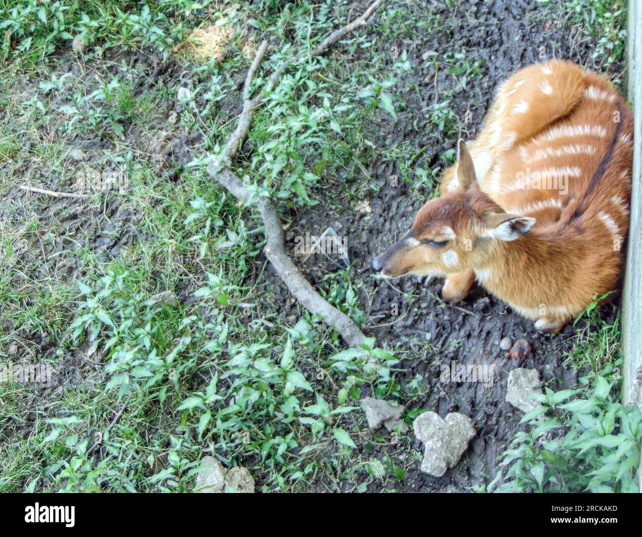 A Sitatunga antelope sits on the ground Stock Photo