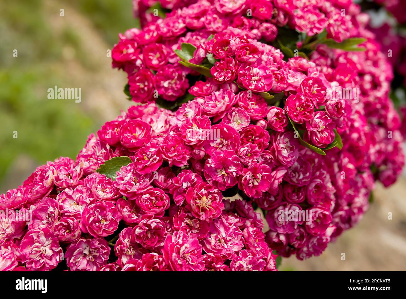 double red flowers of crataegus laevigata english hawthorn Stock Photo