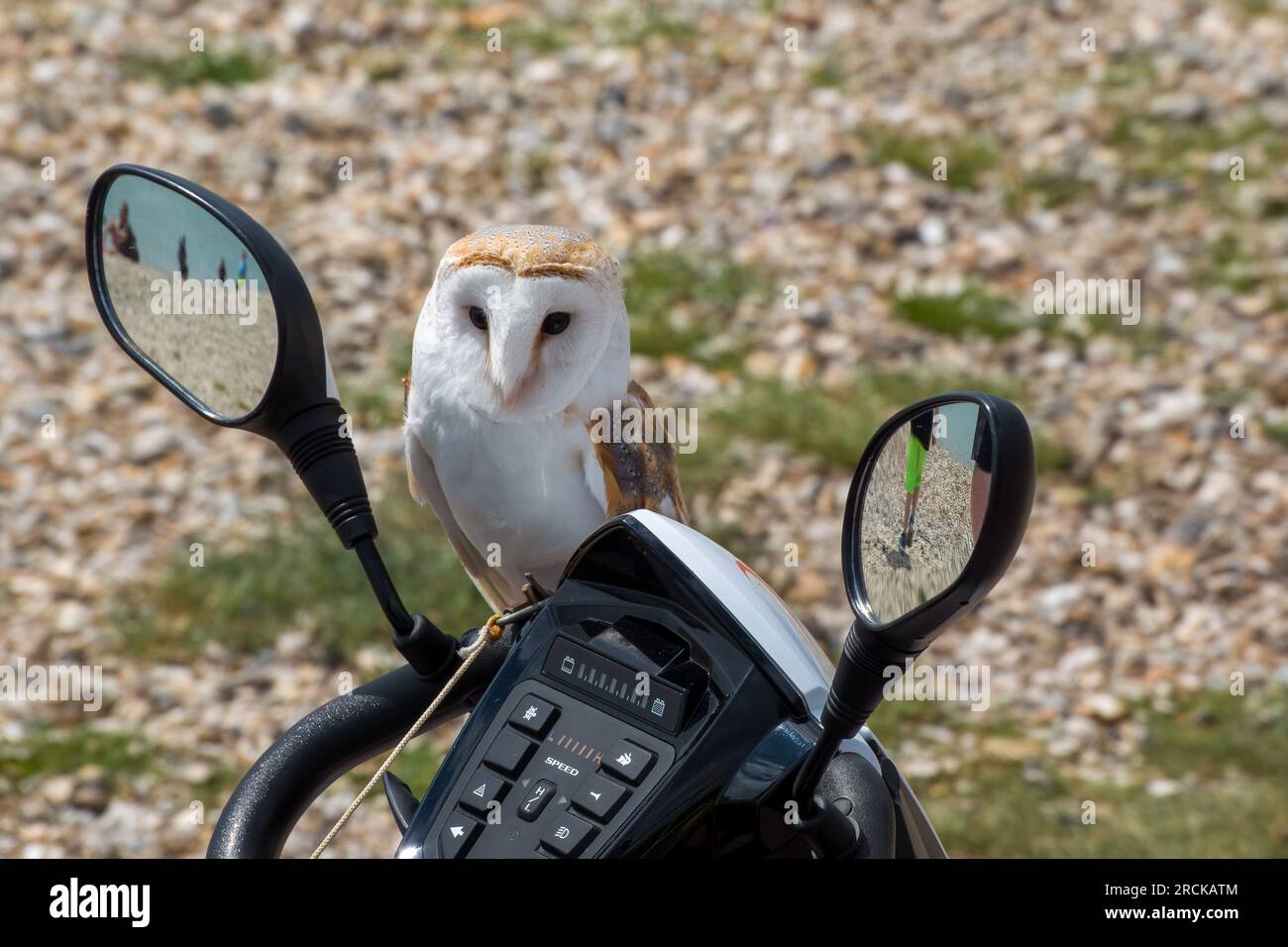 barn owl tyto alba perched on the handlebars of a mobility scooter Stock Photo