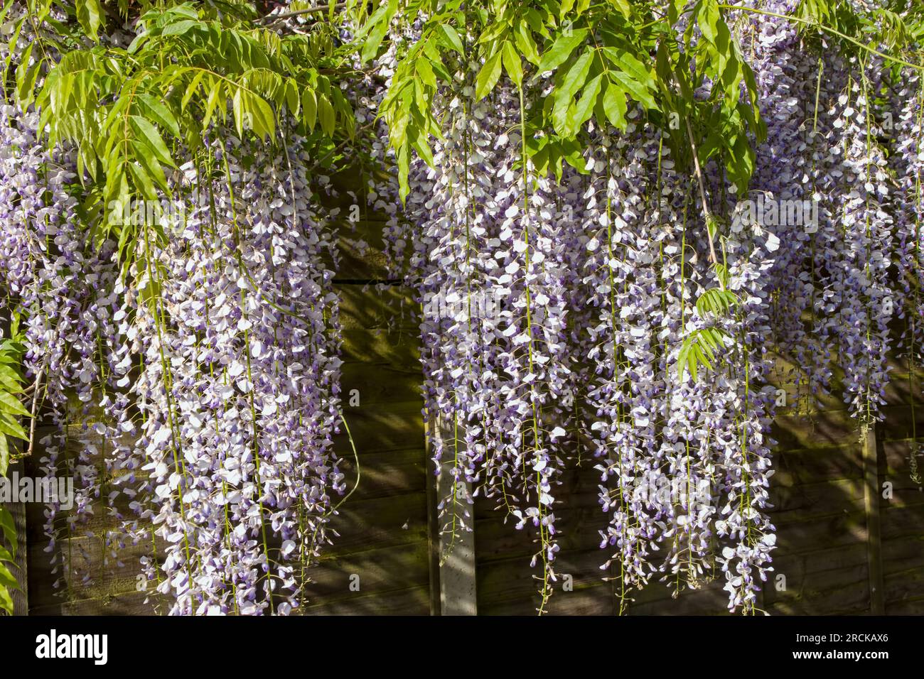 flowering wisteria a beautiful prolific tree with scented purple flowers in hanging racemes Stock Photo