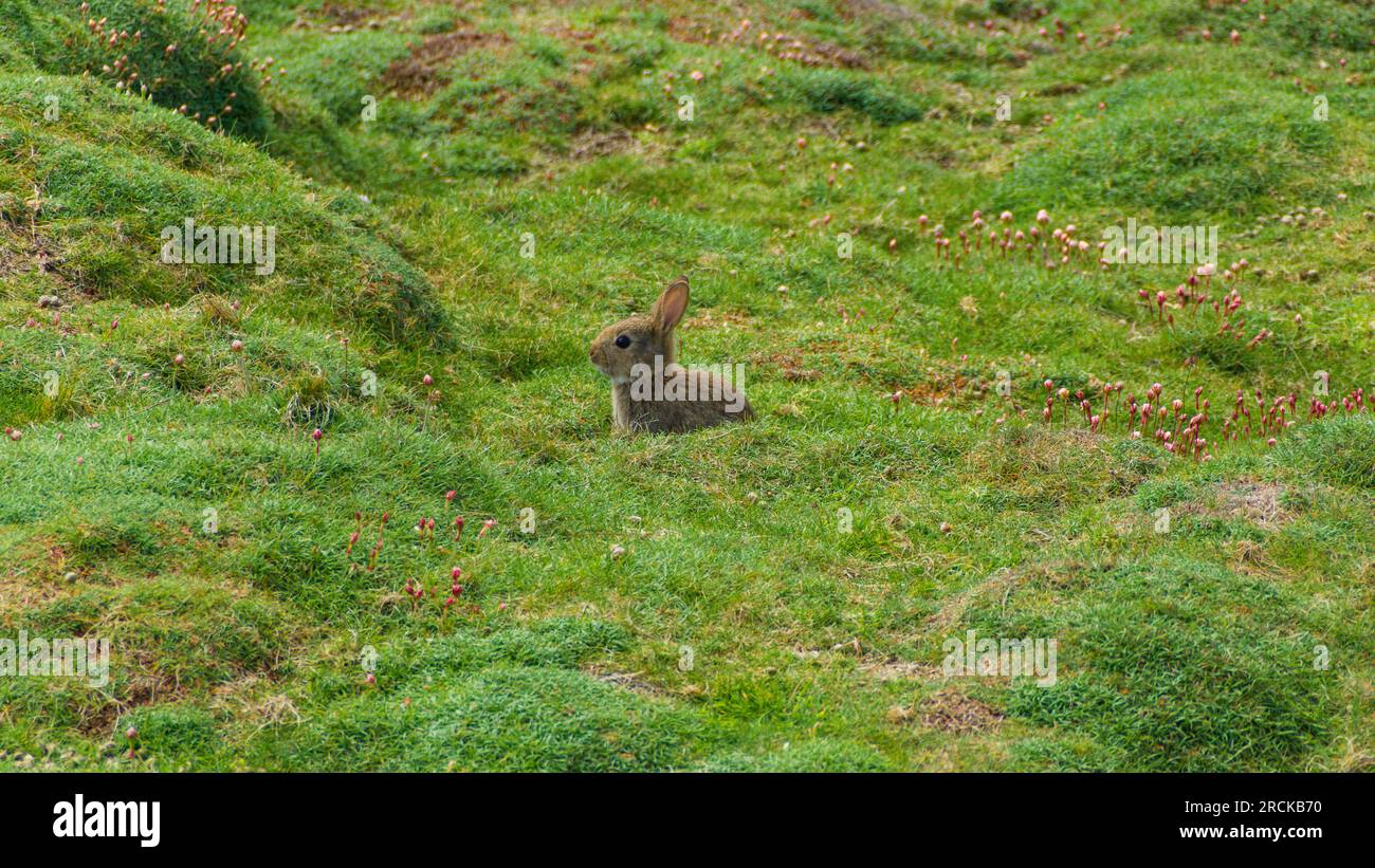 Wide Eyed Rabbit Stock Photo - Alamy