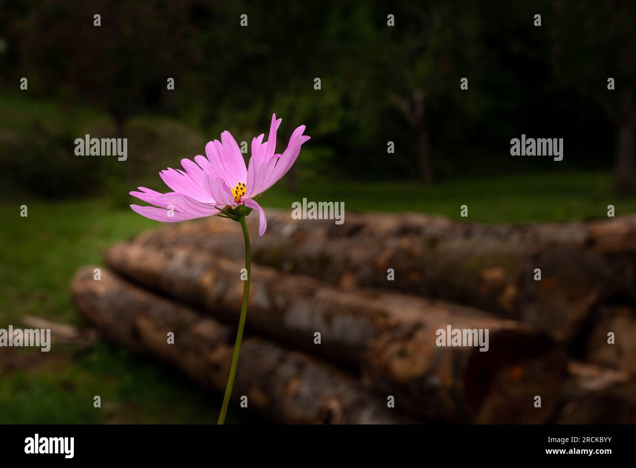 Pink meadow flower in spotlight, stacked tree trunks in dark blurred background Stock Photo