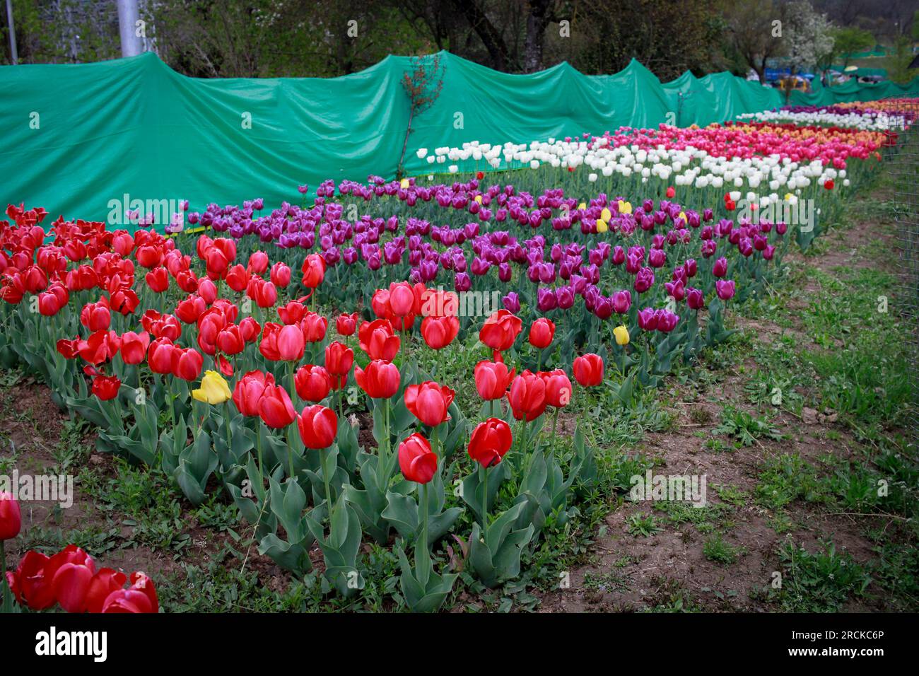 Tulip flower and Tulip festival in Kashmir. Beautiful wall mounting