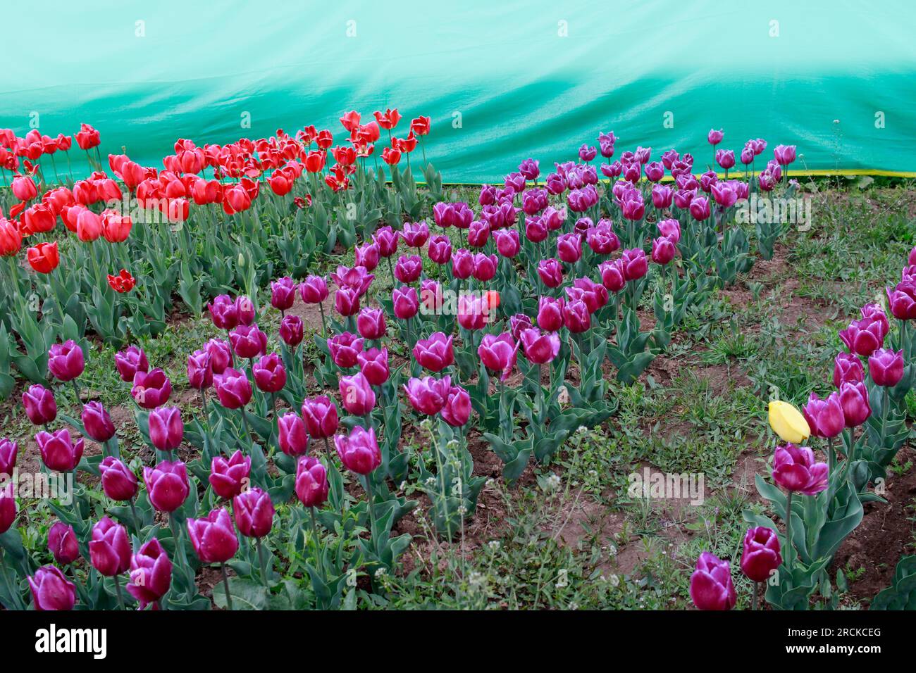 Tulip flower and Tulip festival in Kashmir. Beautiful wall mounting