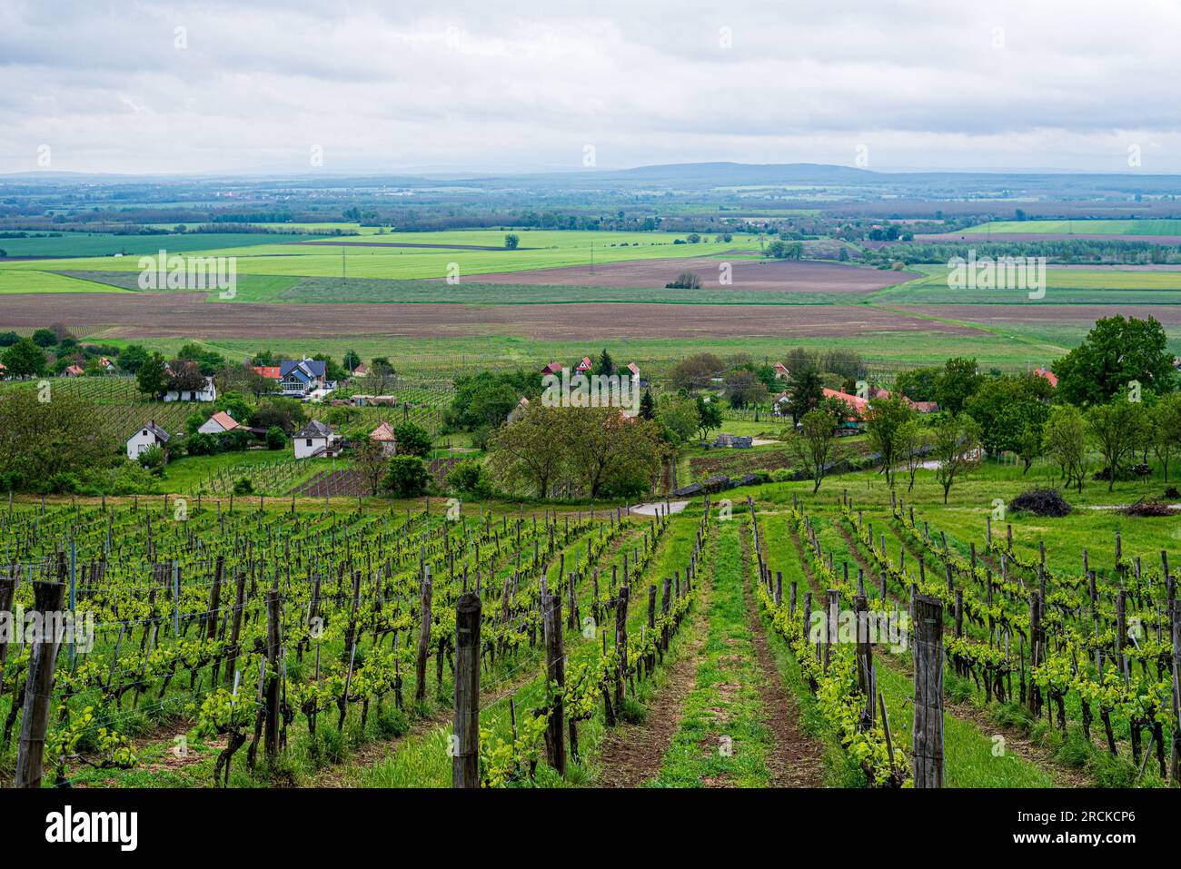 Vineyards with grapevine . Rows of vine grape in vineyards in spring. Stock Photo