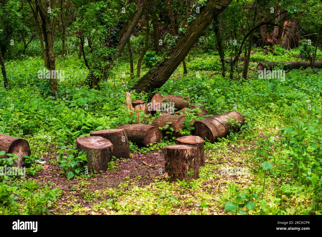 Wet brown tree trunks laying on grass. Forest after raining. Stock Photo
