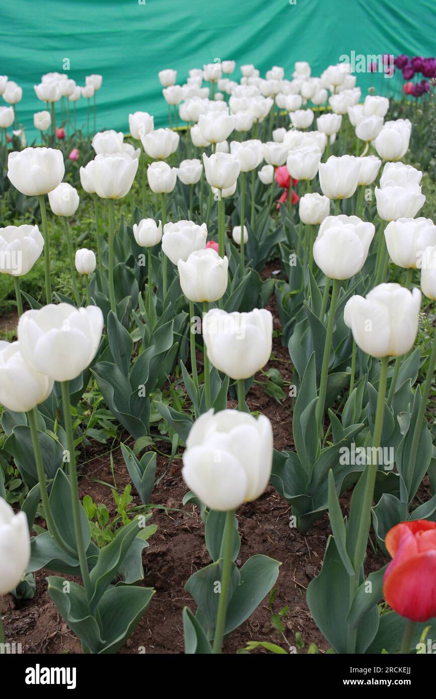 Tulip flower and Tulip festival in Kashmir. Beautiful wall mounting