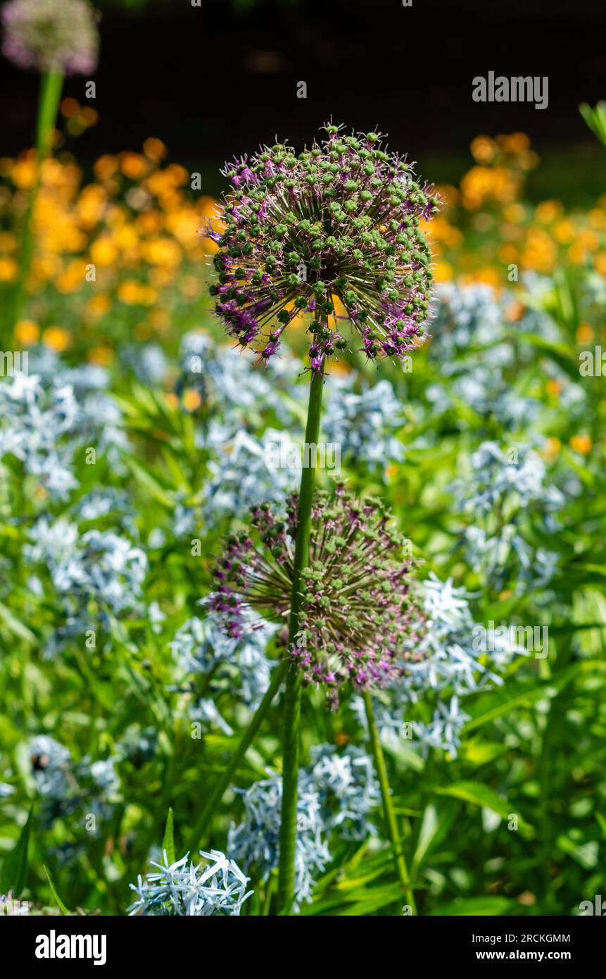 Spring flowers in collage hi-res stock photography and images - Alamy