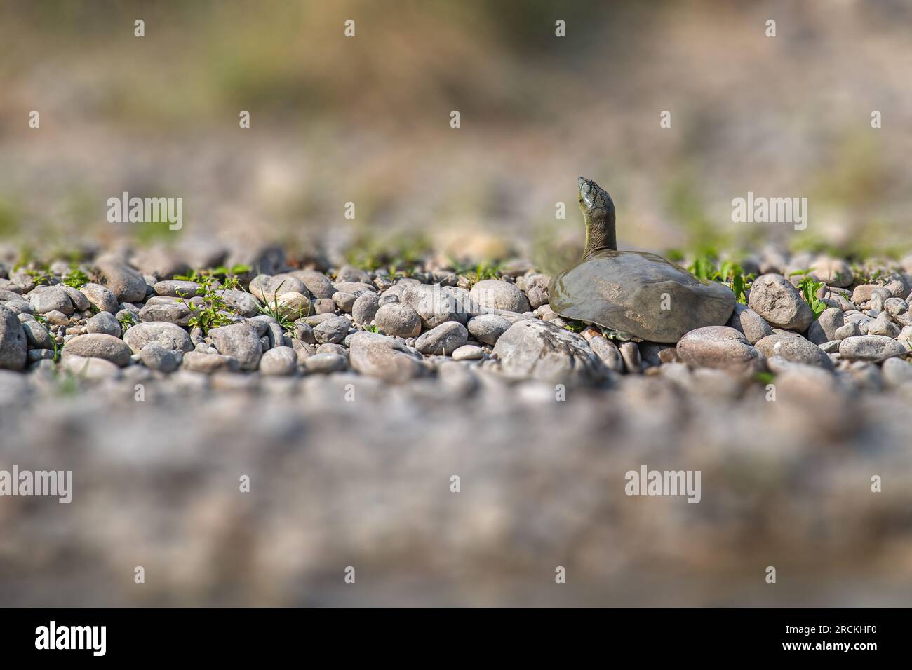 A turtle running out of water Stock Photo - Alamy