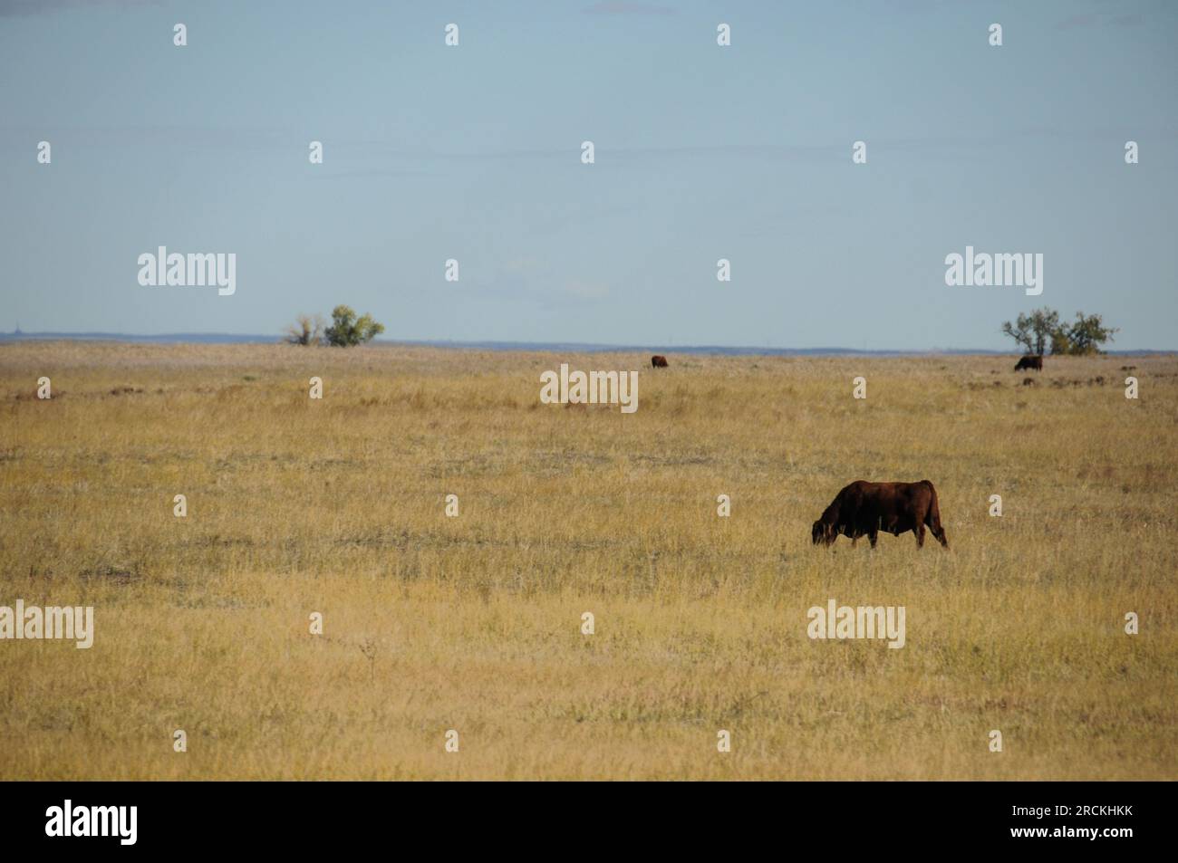 Grazing cow on a free range cattle ranch in the prairies of eastern Colorado, USA Stock Photo