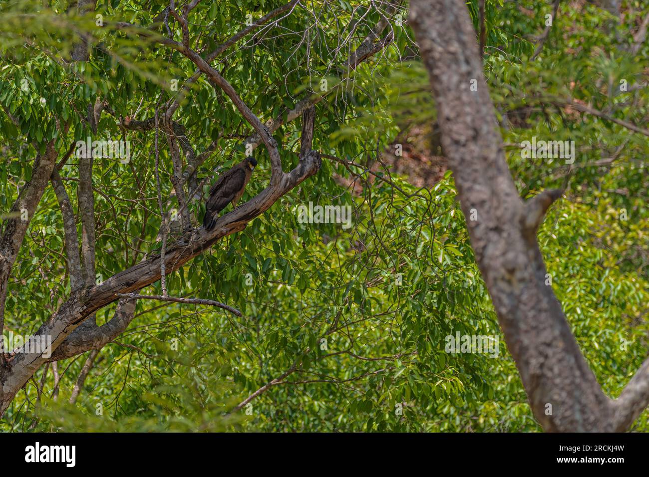 Serpent eagle habitat hi-res stock photography and images - Alamy