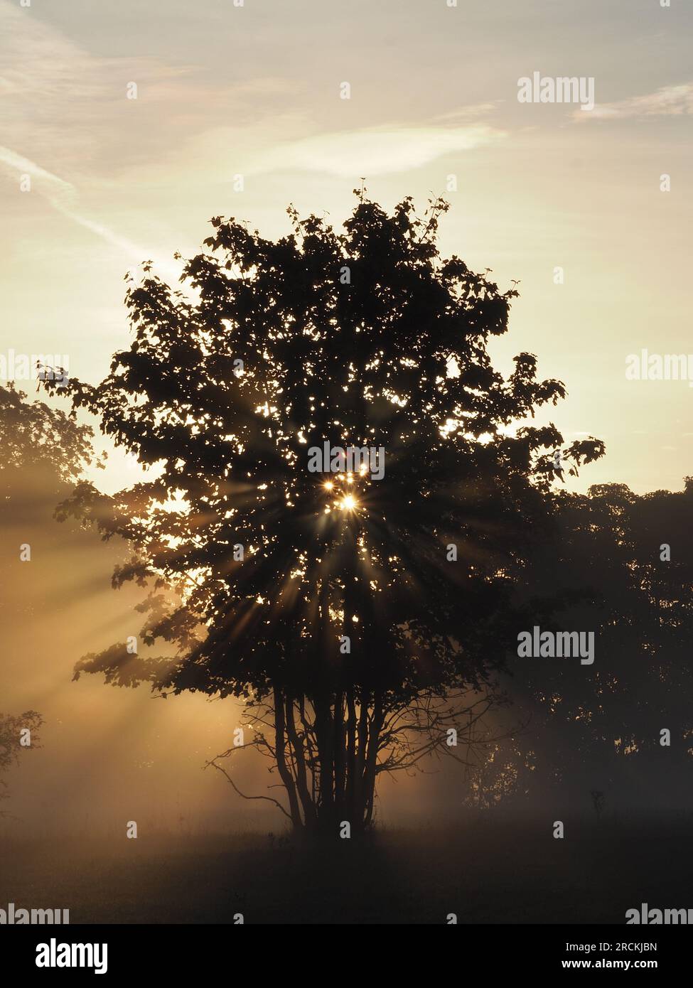 Sunrise over field with tree Stock Photo - Alamy