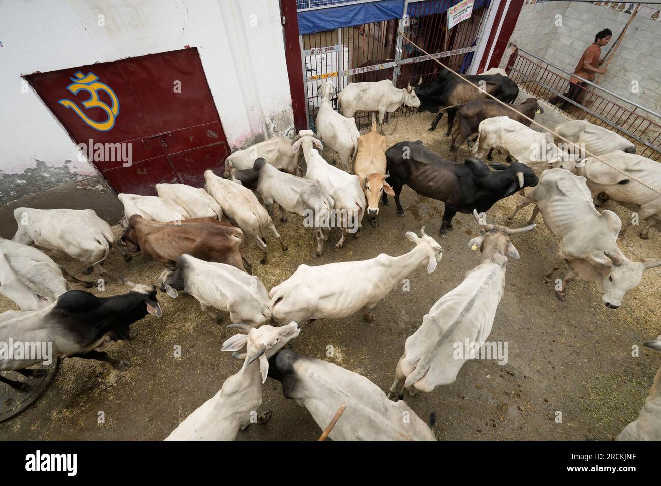 New Delhi, India. 15th July, 2023. Cows take shelter outside a temple following flooding of the Yamuna river, in the Indian capital of New Delhi, Saturday, July 15, 2023. Photo by Abhishek/UPI Credit: UPI/Alamy Live News Stock Photo