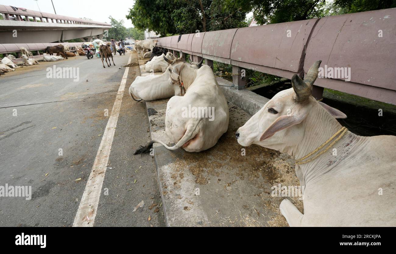 New Delhi, India. 15th July, 2023. Cows take shelter outside a temple following flooding of the Yamuna river, in the Indian capital of New Delhi, Saturday, July 15, 2023. Photo by Abhishek/UPI Credit: UPI/Alamy Live News Stock Photo