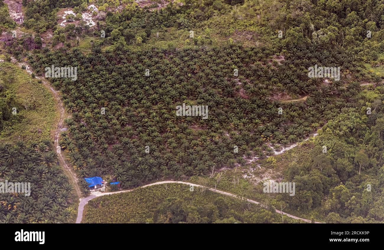Palm oil plantation near Miri, Malaysia Stock Photo