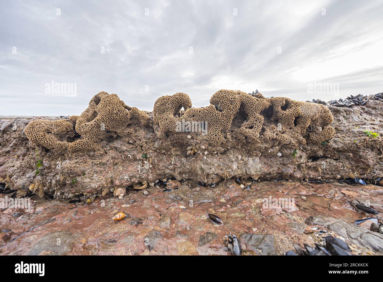 Honeycomb worm, Sabellaria alveolata, Kenfig beach, Wales, UK Stock Photo