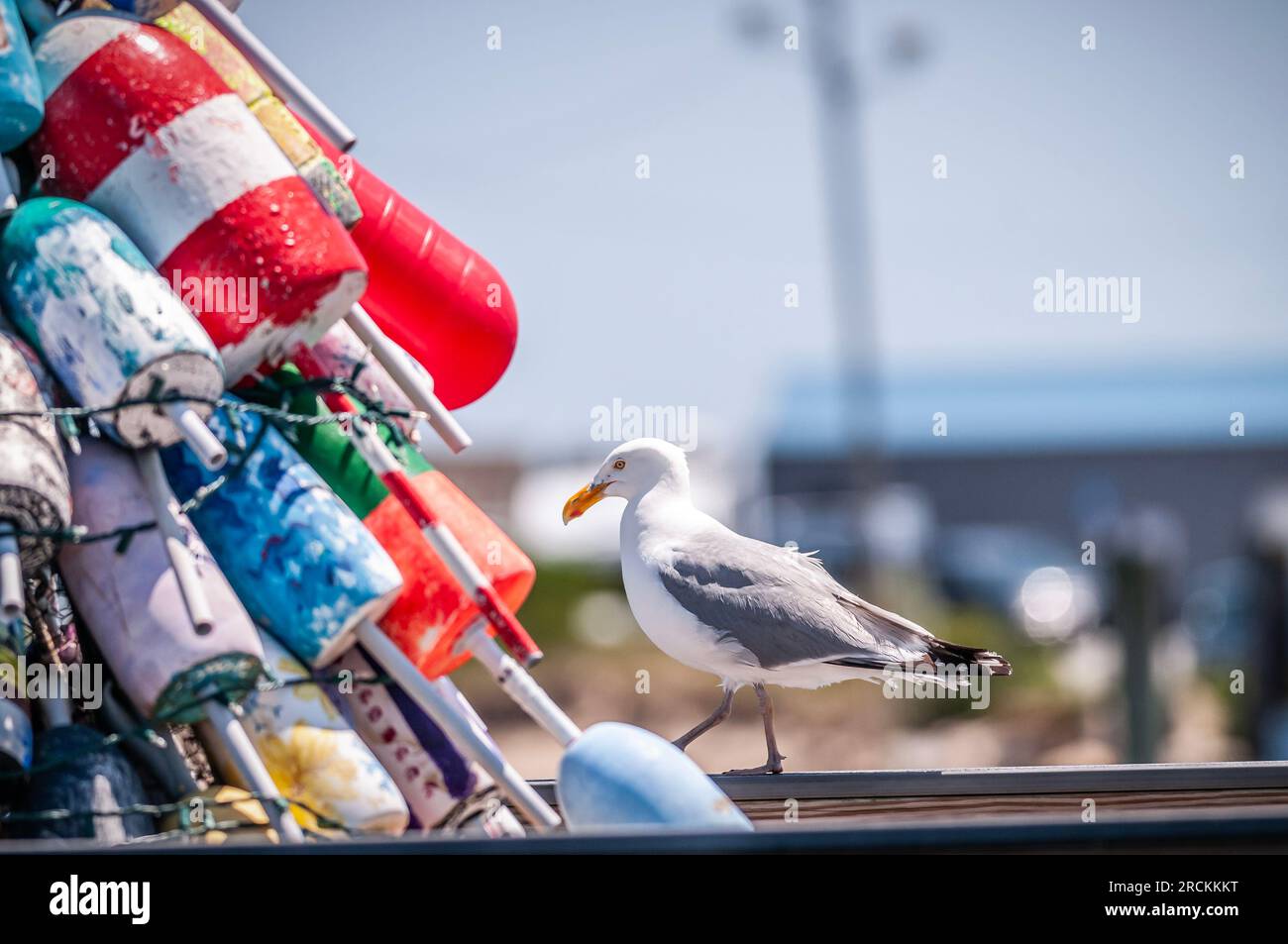 Not Boys and Girls, but Buoys and Gull. This gull was more interested in  the pile of lobster buoys than food from the fishing boats unloading. Stock Photo