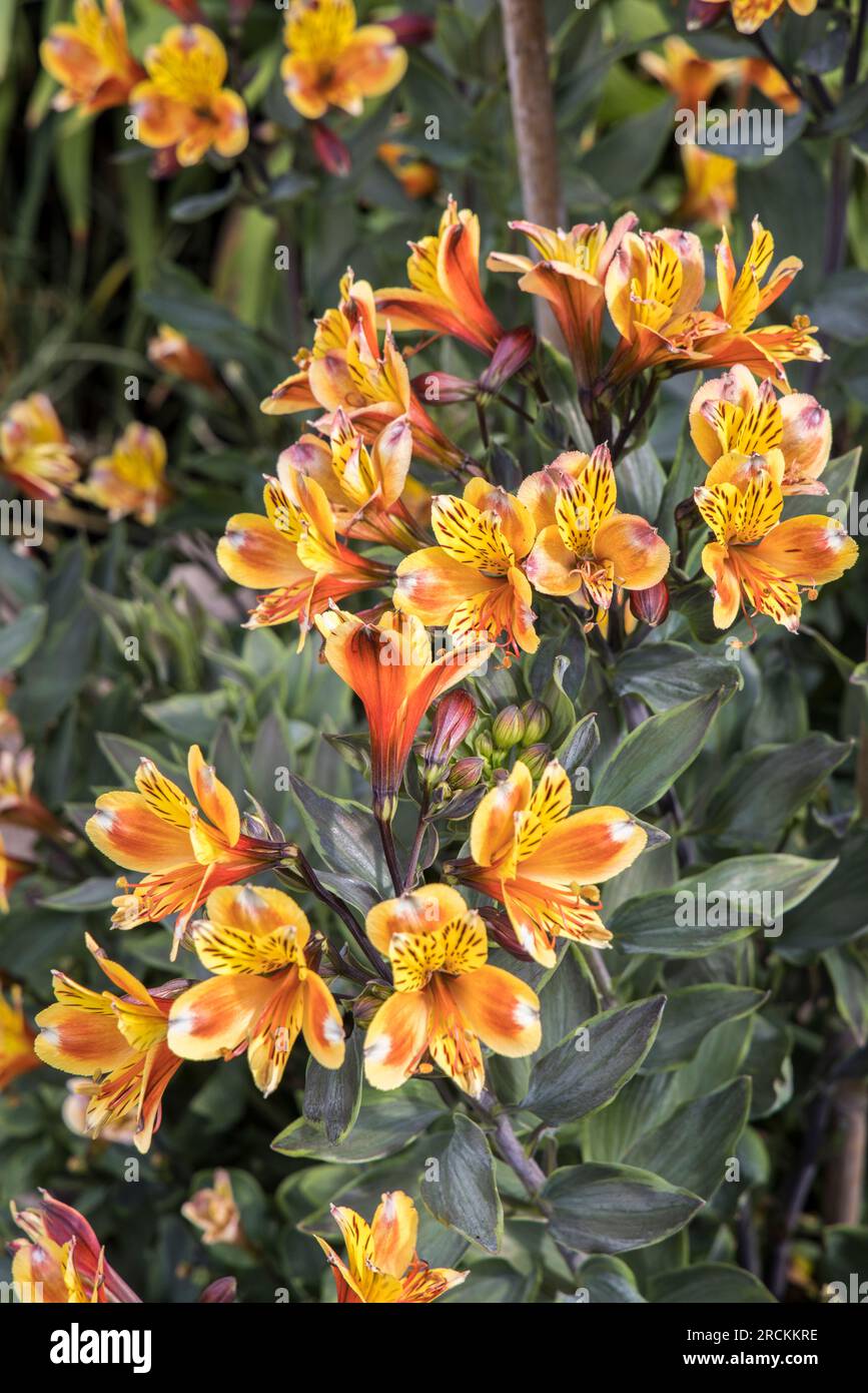 Alstroemeria flower, Peruvian lily or Lily of the Incas, in garden, Wales, UK Stock Photo
