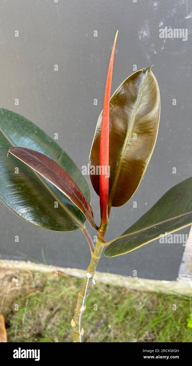 Ficus elastica or rubber plant with red flower and green leaves Stock Photo