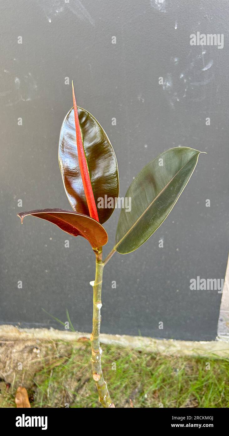 Ficus elastica or rubber plant with red flower and green leaves Stock Photo