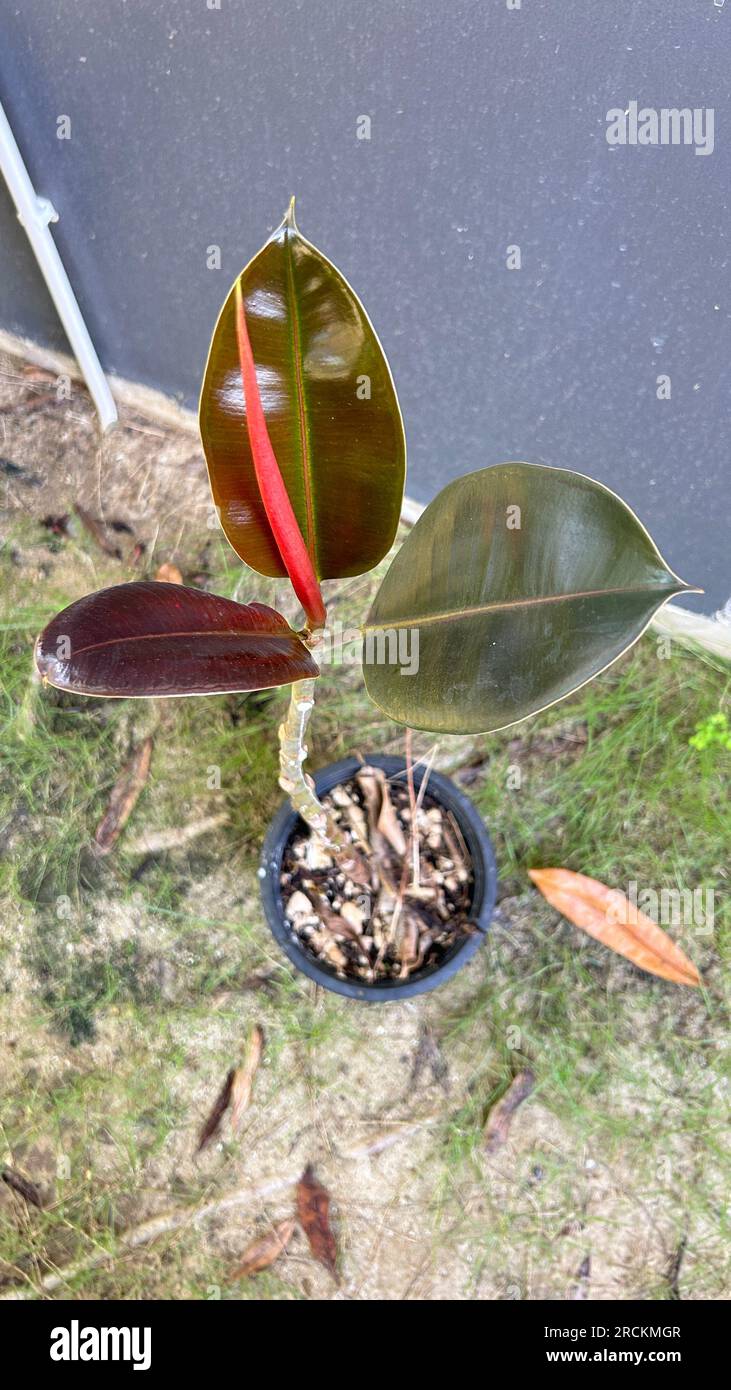 Ficus elastica or rubber tree with red flower in pot. Stock Photo