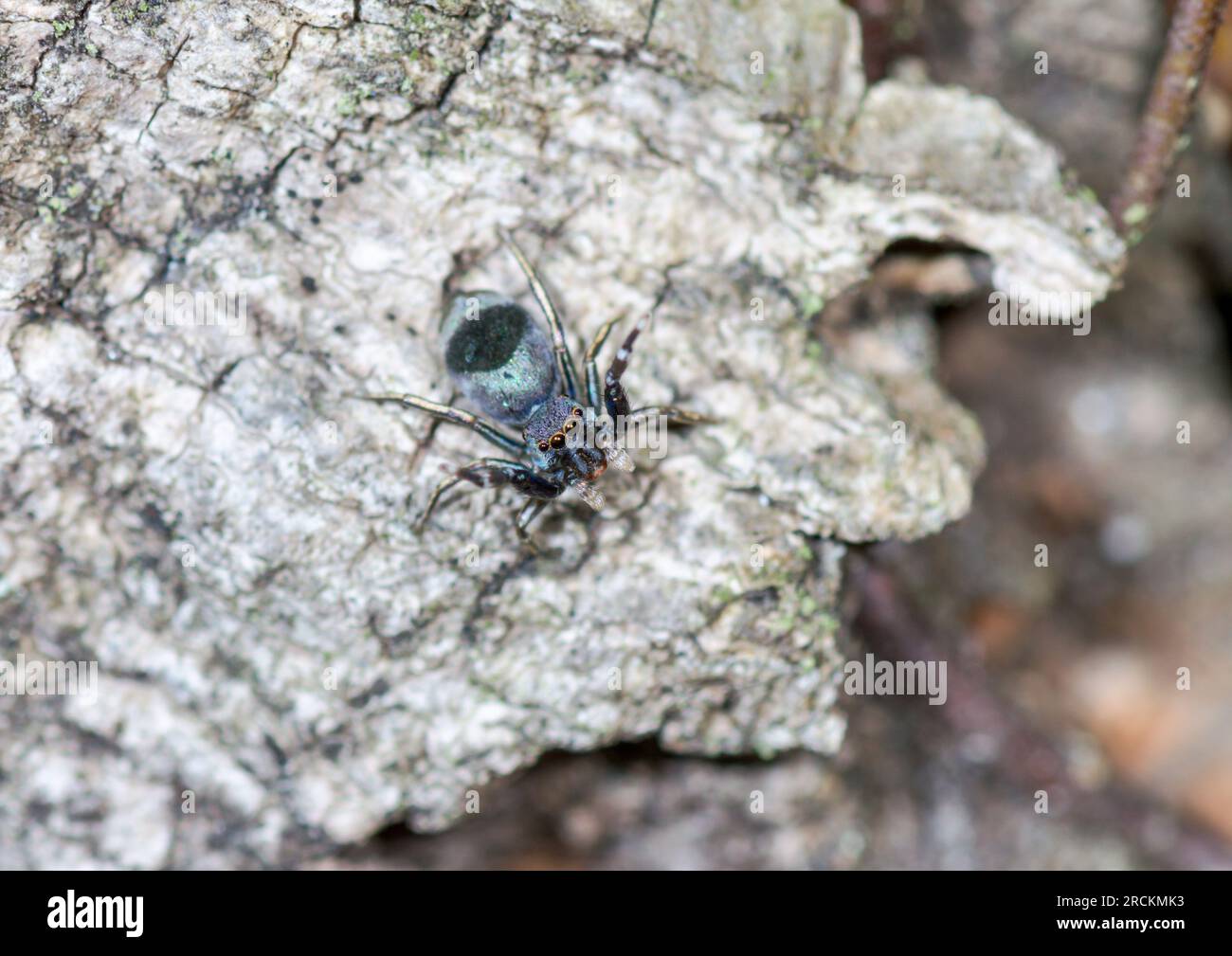 Japanese Ant Mimicking Jumping Spider (Siler cupreus) FEMALE, Saltidae. Kobe, Japan Stock Photo