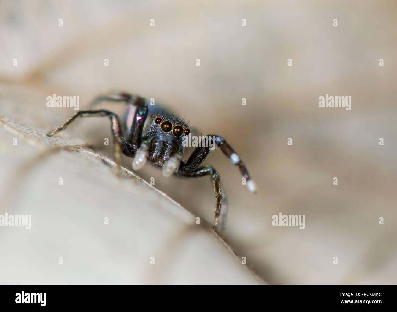 Japanese Ant Mimicking Jumping Spider (Siler cupreus) MALE, Saltidae. Kobe, Japan Stock Photo